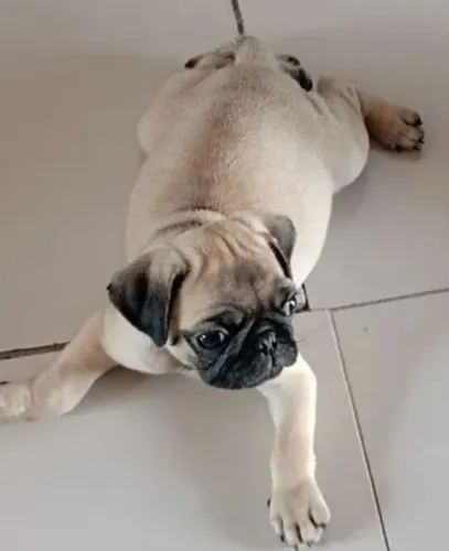 Pug macho