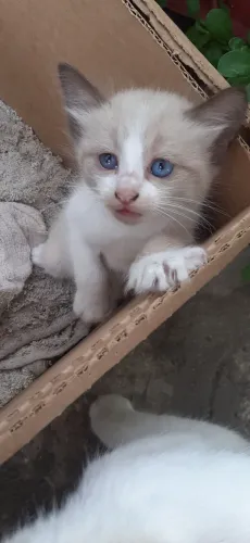 Me Adota? Gatinhos Para Adoção, 3 machos e 1 Fêmea