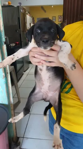 QUATRO FILHOTES DE CACHORRAS