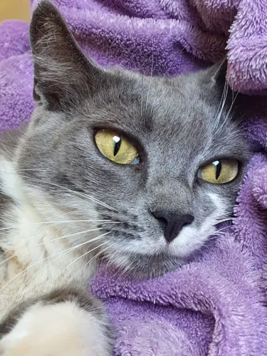 ADOÇÃO DE GATA CASTRADA E DÓCIL