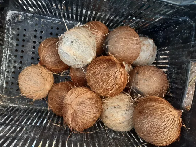 Coco Secos