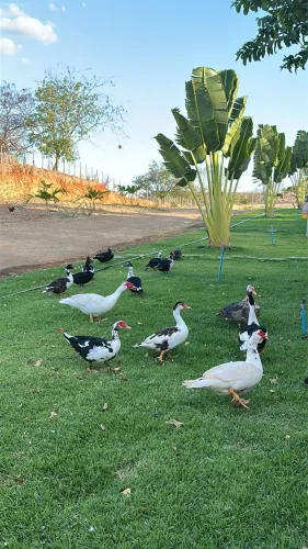 Patos