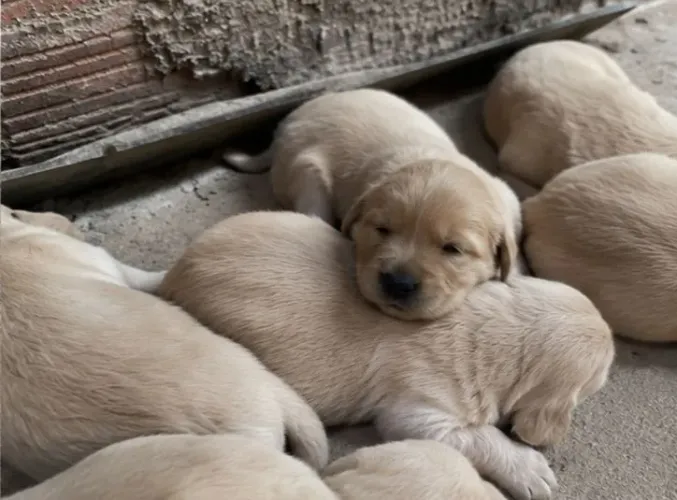 Golden retriver filhote - parcelo 10x sem juros 