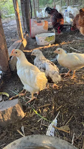 Galinhas poedeiras novogen com embrapa