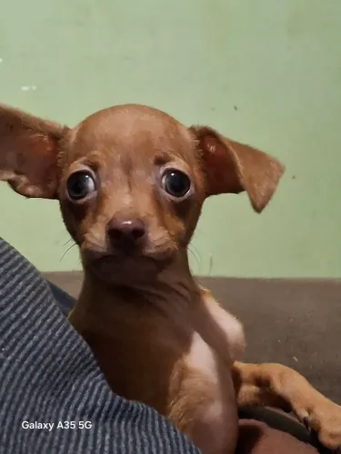 Pinscher brincalhão com 2 meses !