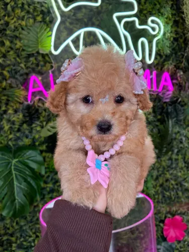 Poodle fêmea linda ! Venha conferir