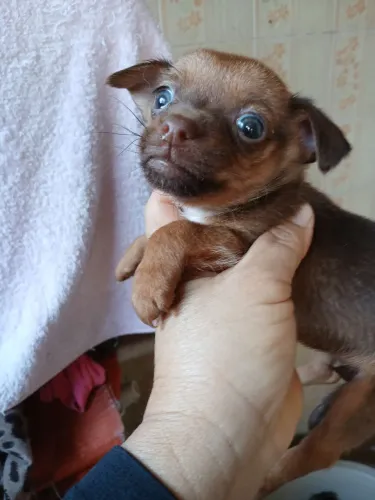 Chiuauhua fêmea chocolate olhos verdes 3100