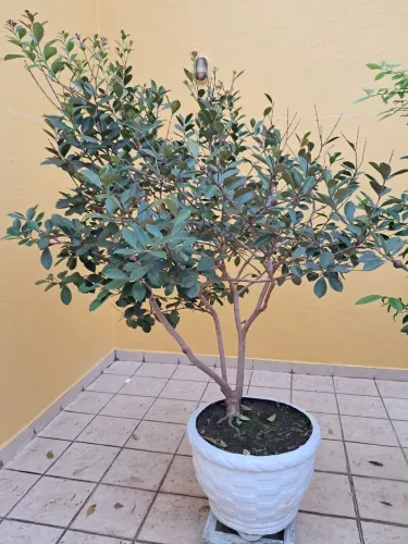 Muda de frutífera Araçá Roxo, já produzindo com vaso de 50cm ( circunferência).