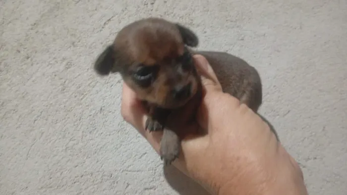 Zerinho