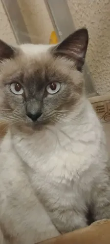 Doa-se gato siamês