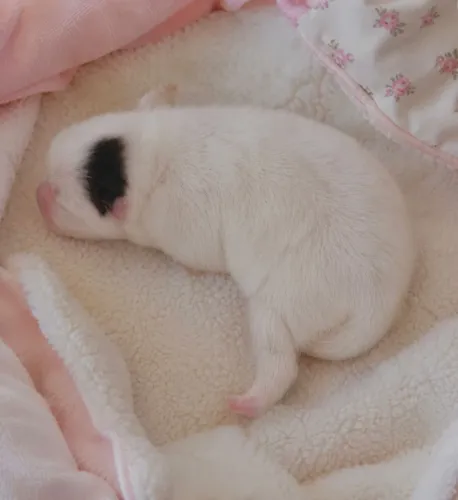 Lulu da pomerânia 