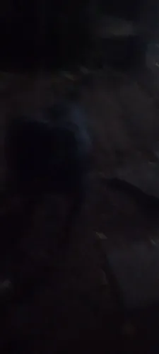 Doação de cão rottweiler de um.ano * 