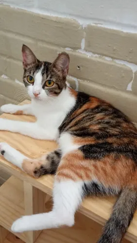 Gatinha castrada para adoção 