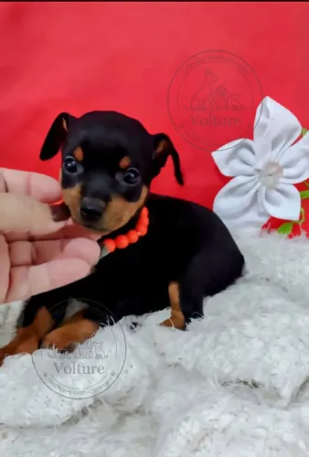 Pinscher menor tamanho minis vacinados