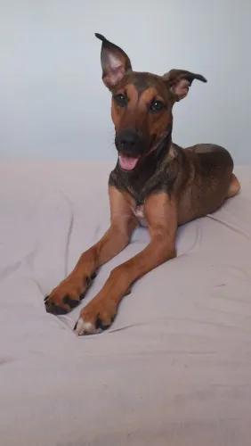 Cachorro para doação 