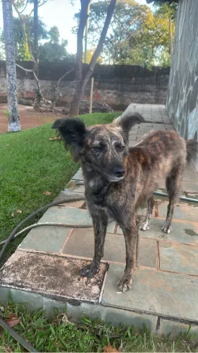 Cão cadela para adoção 
