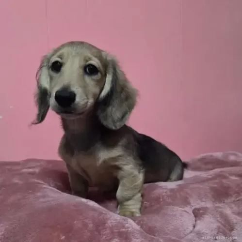 Neném brincalhão e doce: Teckel/Dachshund/Salsicha/Salsichinha/Basset/Cofap - Pelo longo