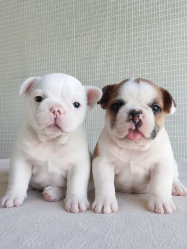 BULDOGUE FRANCÊS 35 DIAS