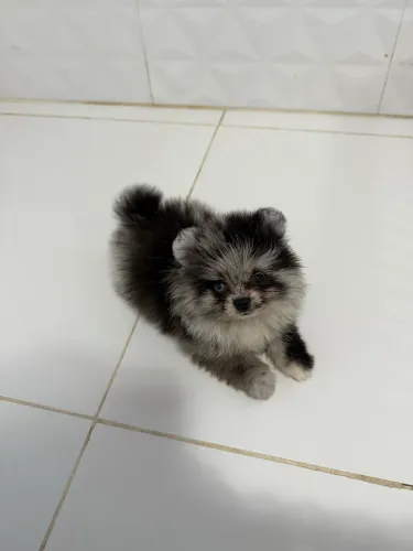 Lulu da pomerânia anão fêmea pelagem merle