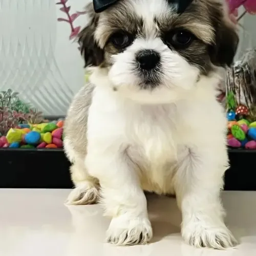 Seu próximo amigo pode ser o shih tzu