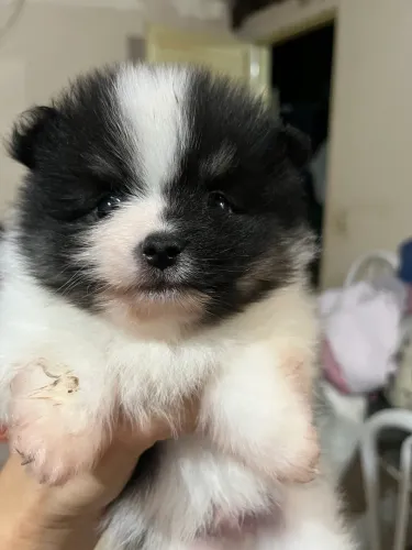 Spitz alemão 