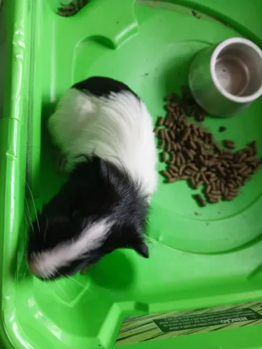 Porquinho da Índia fêmea 120 reais