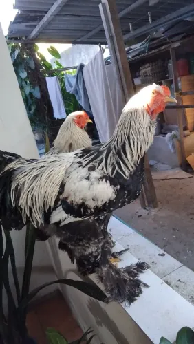 GALO BRAHMA