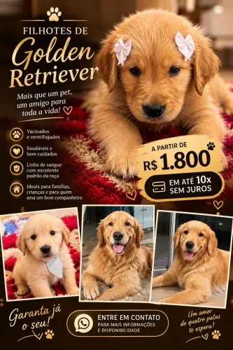 Golden retriver filhotes super saudável.pra quem compra já pode levar no mesmo dia
