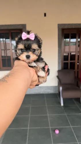 Bebezinha fêmea Mini yorkshire terrier