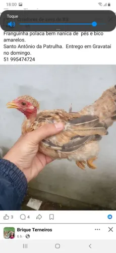 Garnize polaca nanica