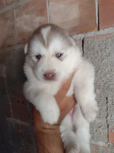 Husky siberiano 