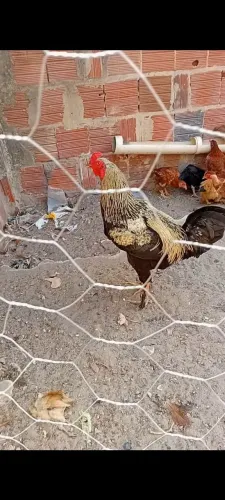 Casal de galinha de raça