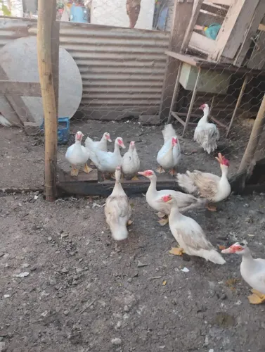 Vende se patos