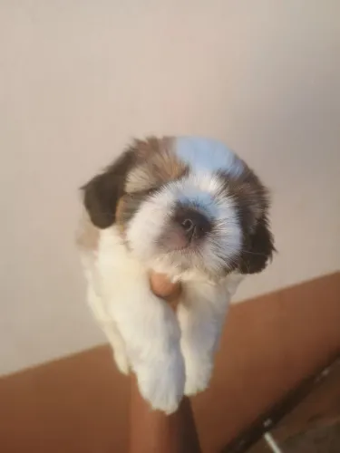 Shitzu fêmea com pedigree e garantia