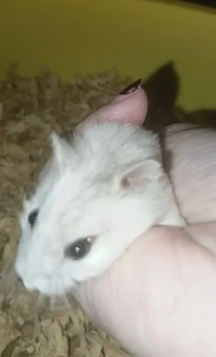 Hamster anão russo winter white