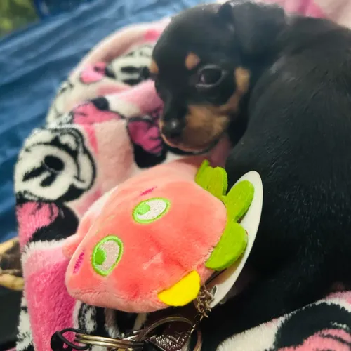 Cachorro pinscher fêmea  