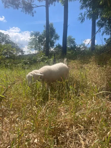 Linda Ovelha mestiça
