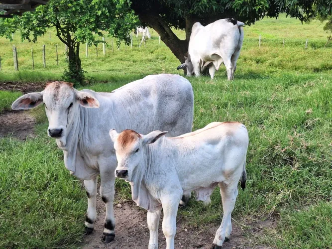 Sítio fazenda