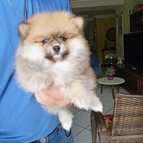 Filhote de Spitz alemão macho