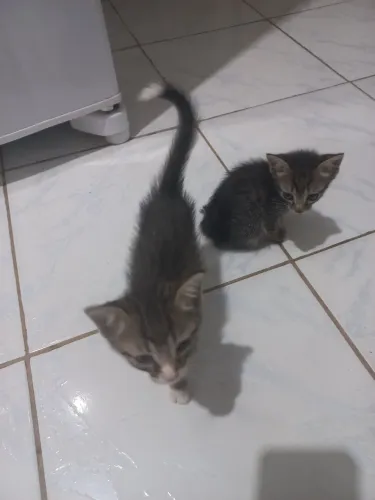Gato