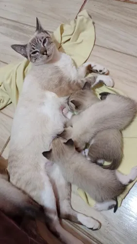 Doação de gato siamês 