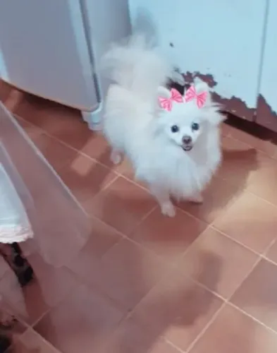 Lulu femea matriz