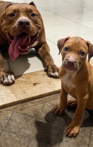 Cachorro por monster fêmea