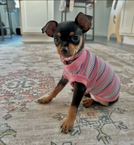 Pinscher vacinado atestado de saúde