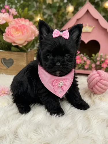 Filhote micro de yorkshire micro fêmea black! Raríssima 