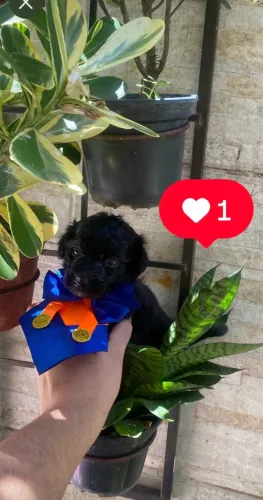 Poodle toyzinho macho legítimo puro caminha brinde zap 85 99629.3794