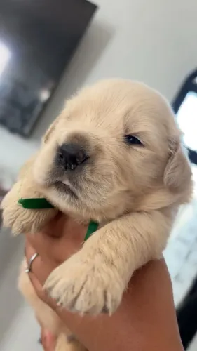 Bbs GoldenRetriver