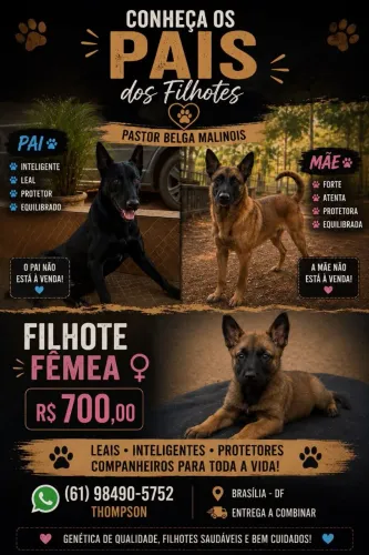 Pastor Malinois (filhotes)