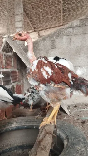 Franga balão Sergipano puro pescoço pelado 