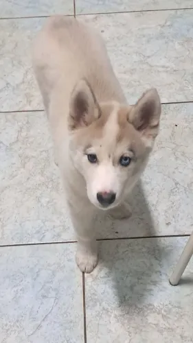 Fêmea de Husk siberiano